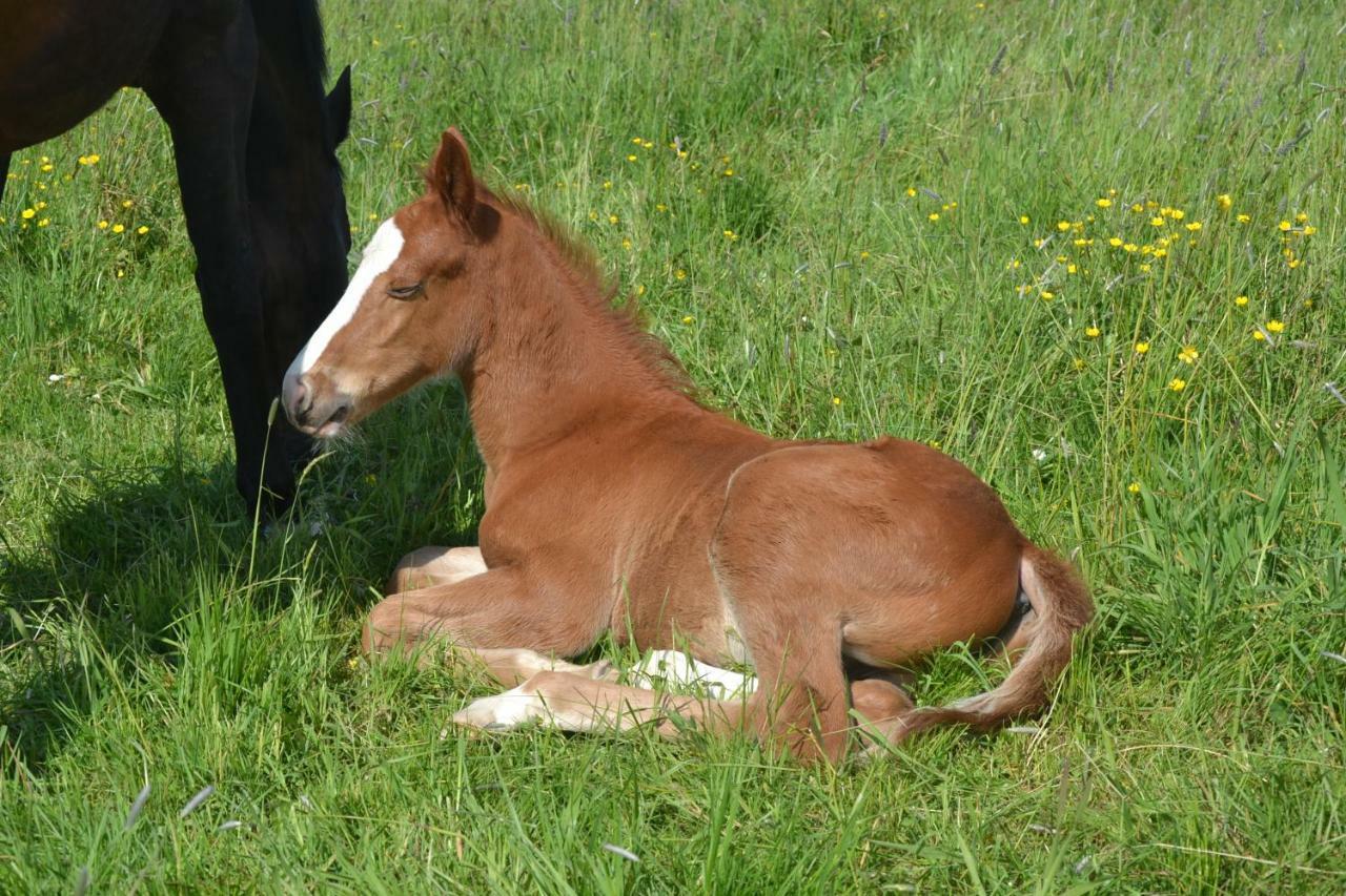 Gite Au Haras Les Aubiers Екстер'єр фото