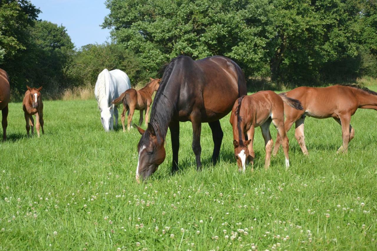 Gite Au Haras Les Aubiers Екстер'єр фото