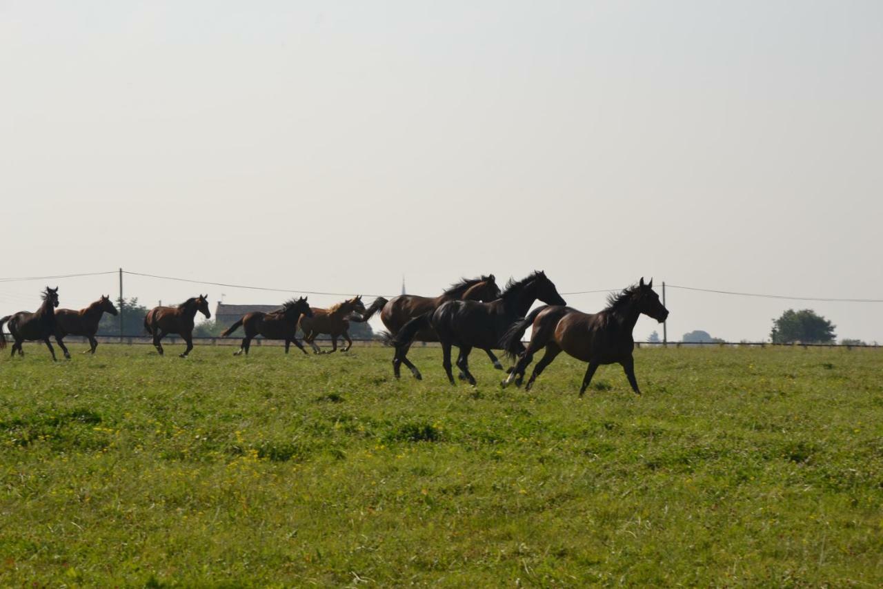 Gite Au Haras Les Aubiers Екстер'єр фото